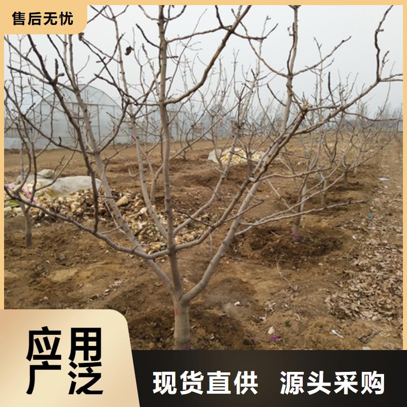 开心果-桃树苗优选货源匠心打造