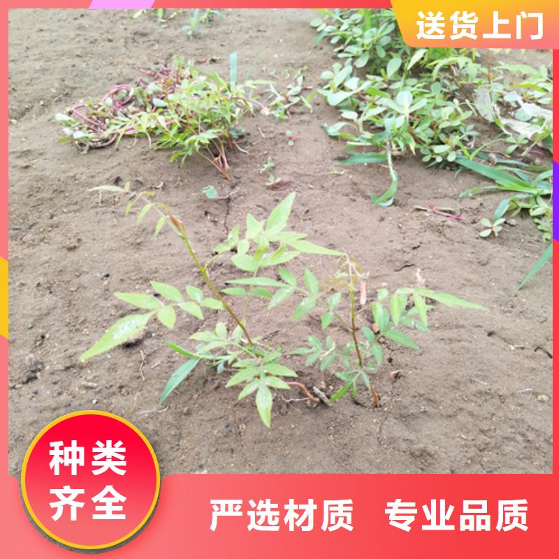 开心果梨树苗采购免费安装