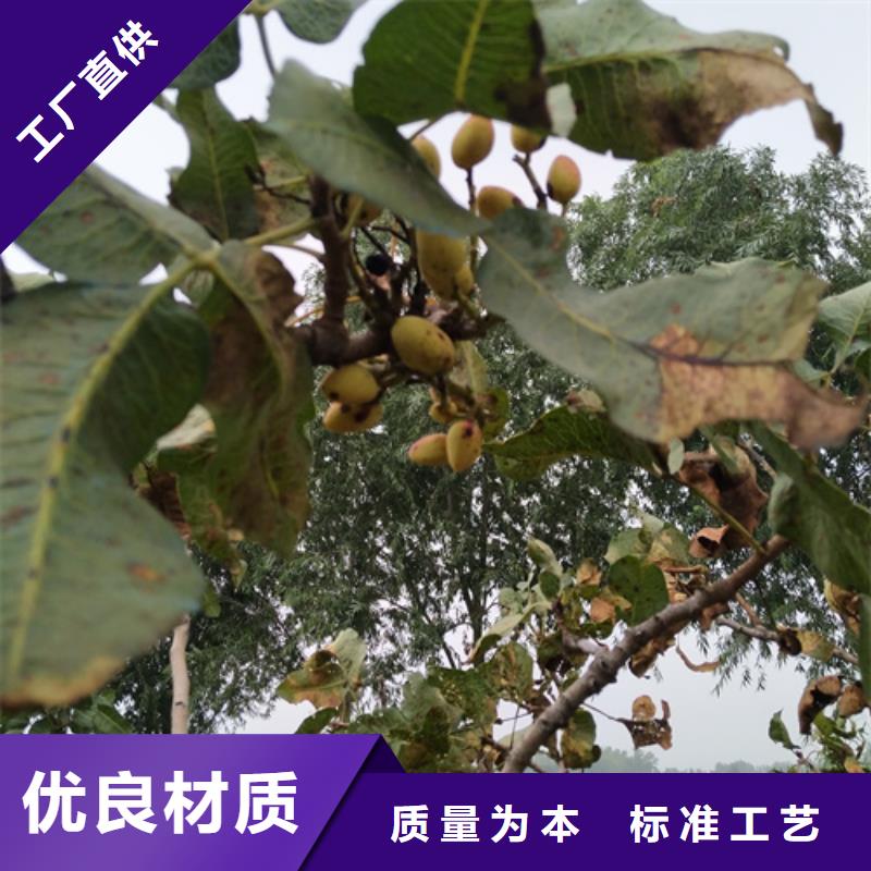 开心果樱桃苗就近发货本地品牌