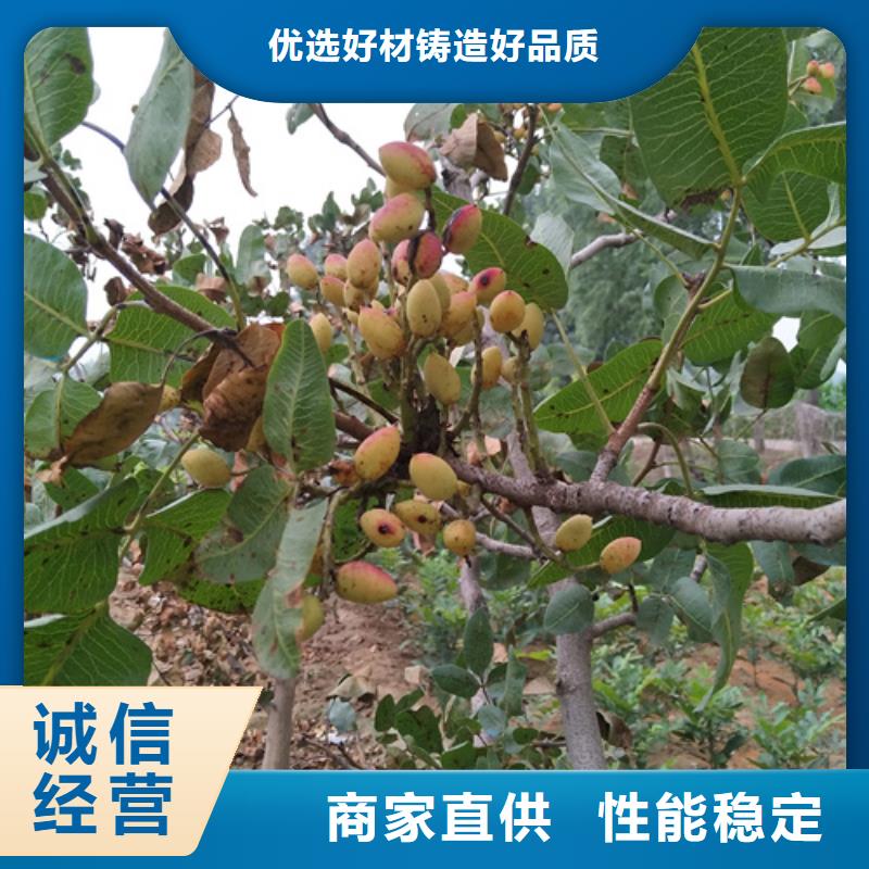 开心果北美冬青发货迅速诚信商家