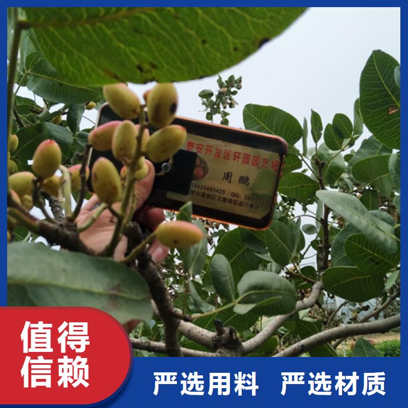 开心果苹果苗选择我们没错当地生产商