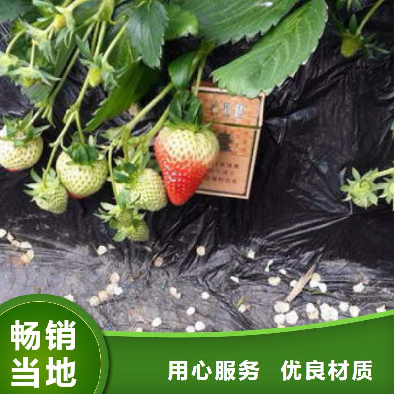 草莓苗【大棚草莓苗】专业生产N年源头厂家
