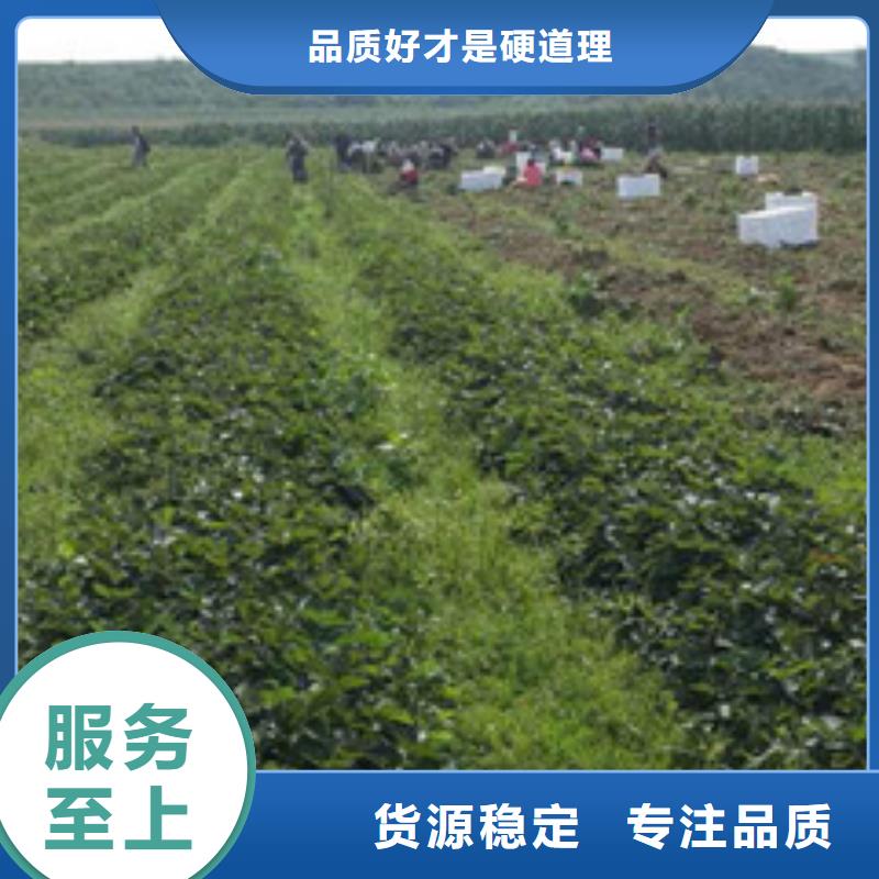 草莓苗桃树苗应用范围广泛当地厂家