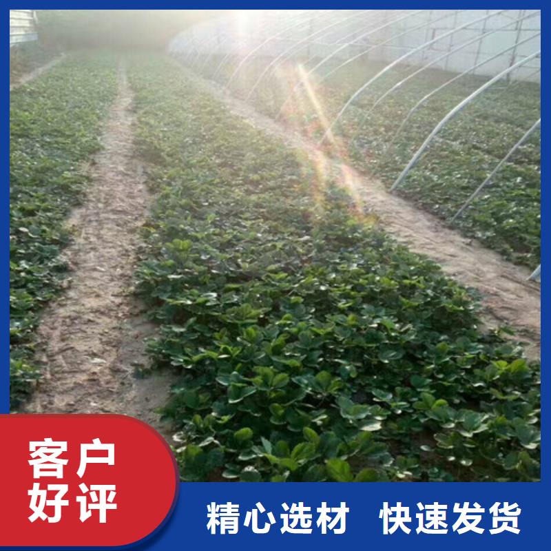 草莓苗_【胭脂脆桃树苗】注重细节同城供应商