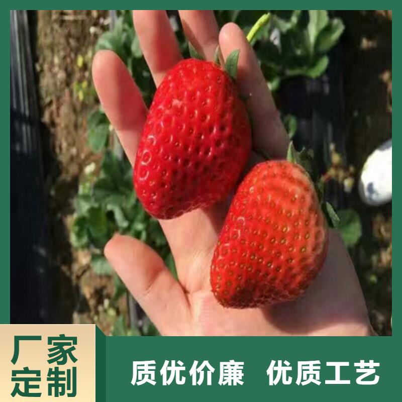 草莓苗【草莓苗价格】超产品在细节货源稳定