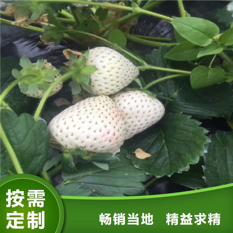 草莓苗-果树苗生产厂家精心