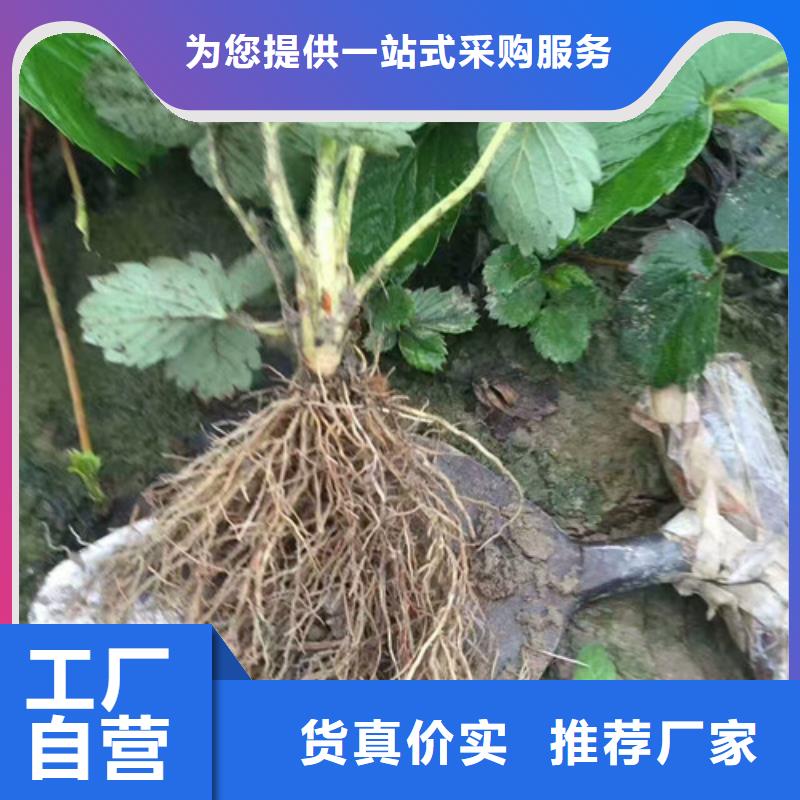 草莓苗_大棚草莓苗海量库存匠心打造