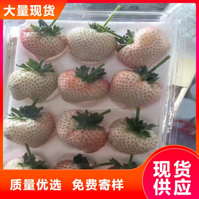 草莓苗【桃树苗】厂家技术完善好品质经得住考验