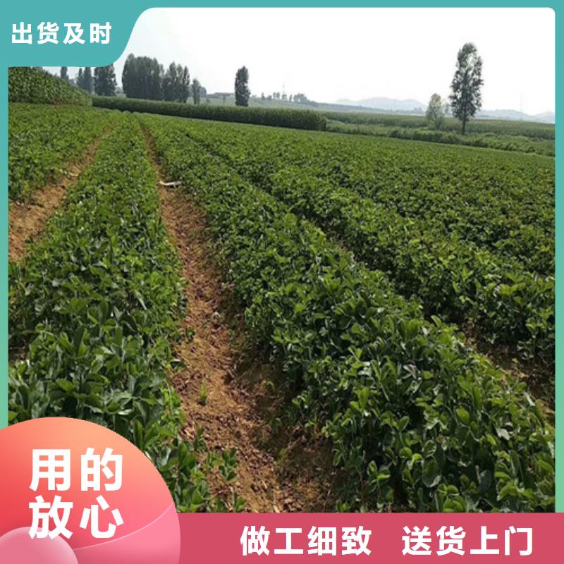 草莓苗果树苗制造厂家实力厂家