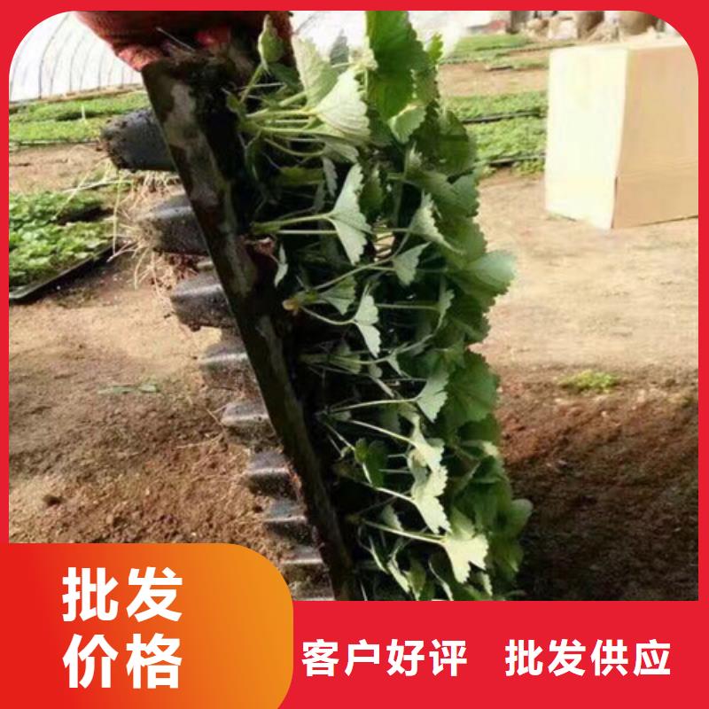 草莓苗草莓苗价格有口皆碑常年供应