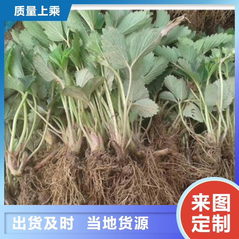 草莓苗梨树苗厂家拥有先进的设备多种工艺