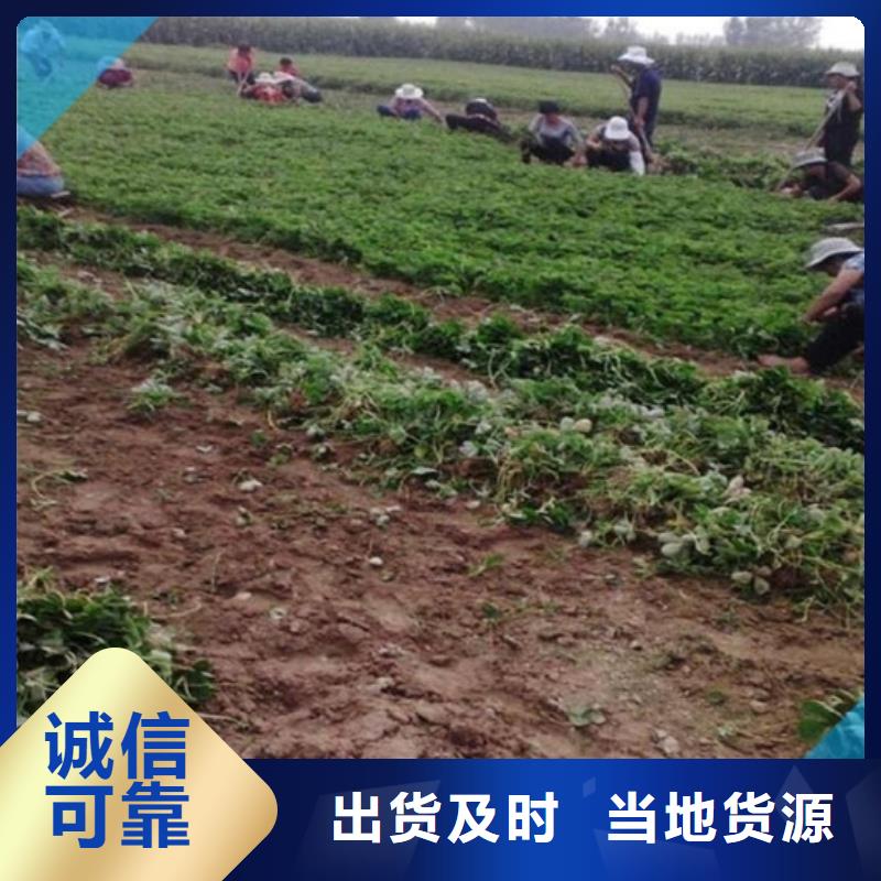 草莓苗草莓苗价格厂家销售当地生产厂家