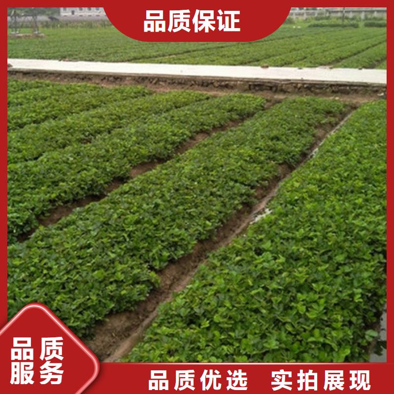 【草莓苗】-葡萄苗基地为您精心挑选厂家新品