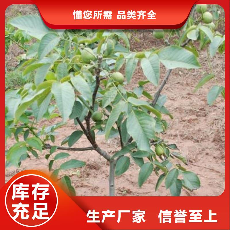 【核桃苗毛蟠桃树苗基地N年生产经验】批发价格