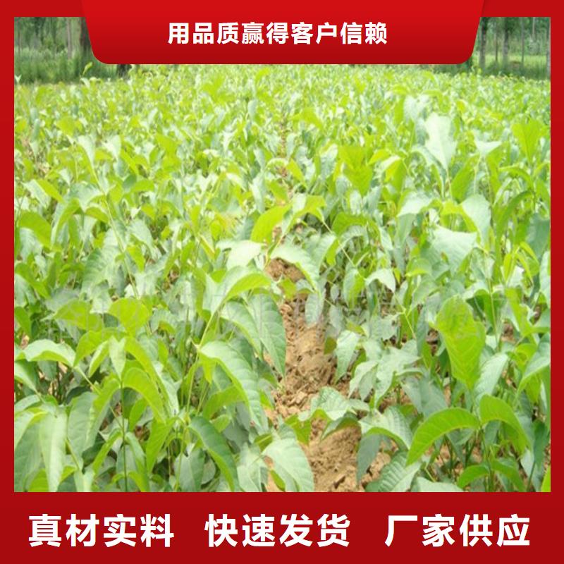 核桃苗黄金苹果树苗实体厂家大量现货一周内发货