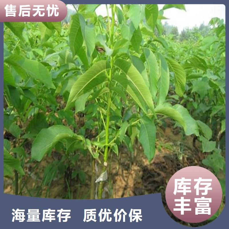 核桃苗板栗苗物美价优当地供应商