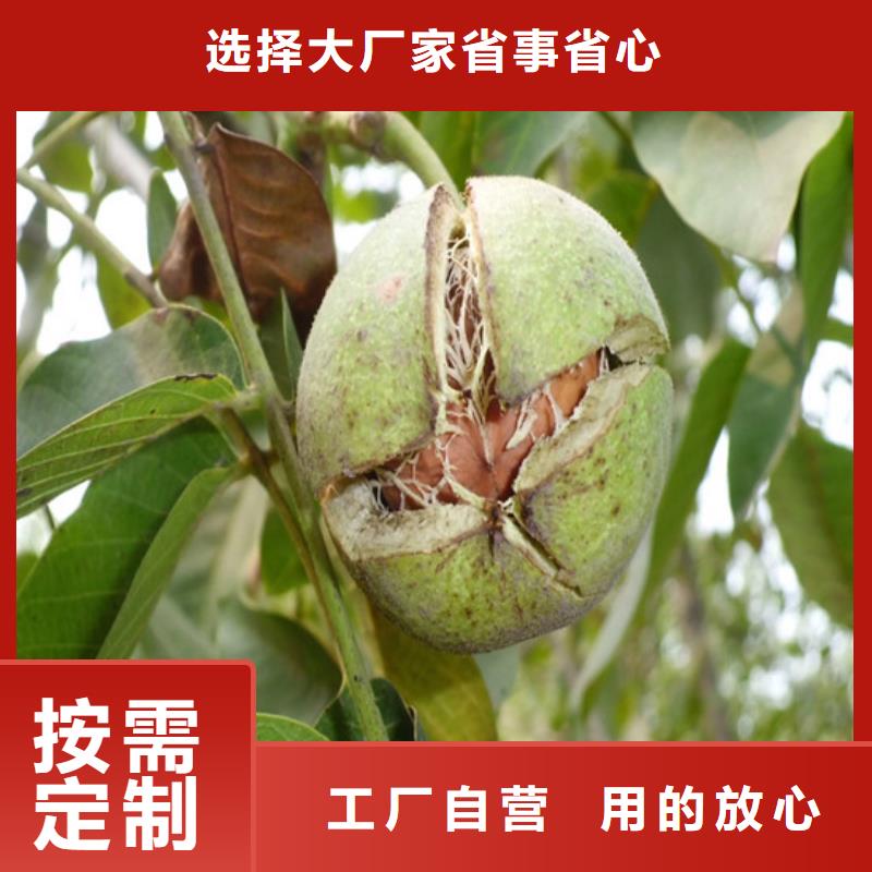 核桃苗,大棚草莓苗货真价实厂家直营