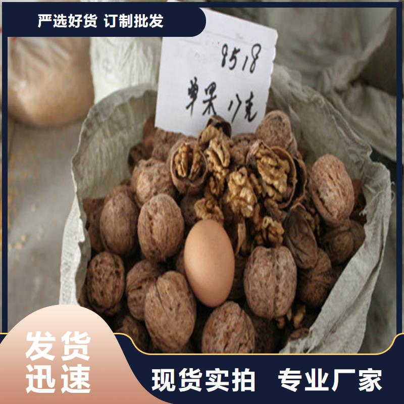 核桃苗,草莓苗价格设计合理一手货源源头厂家