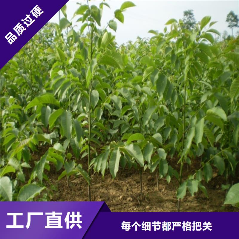核桃苗【大棚草莓苗】设计合理货源充足
