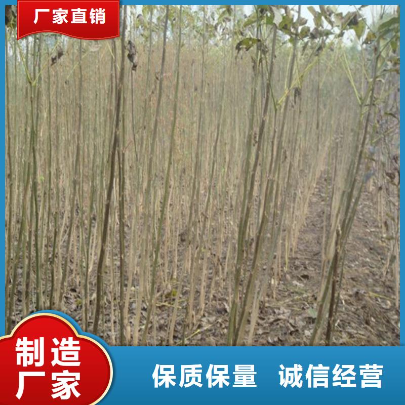 核桃苗艾琳娜西梅树苗标准工艺专心专注专业