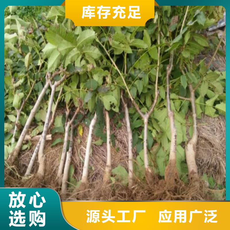 核桃苗果树苗当日价格当地厂家
