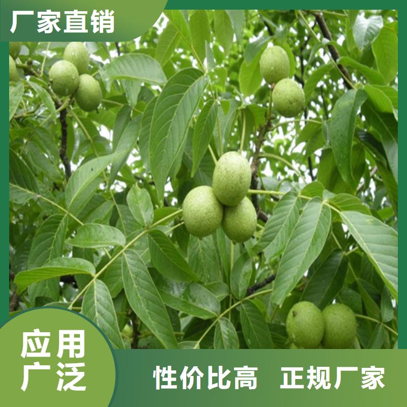 核桃苗桃树苗基地快捷物流厂家品控严格
