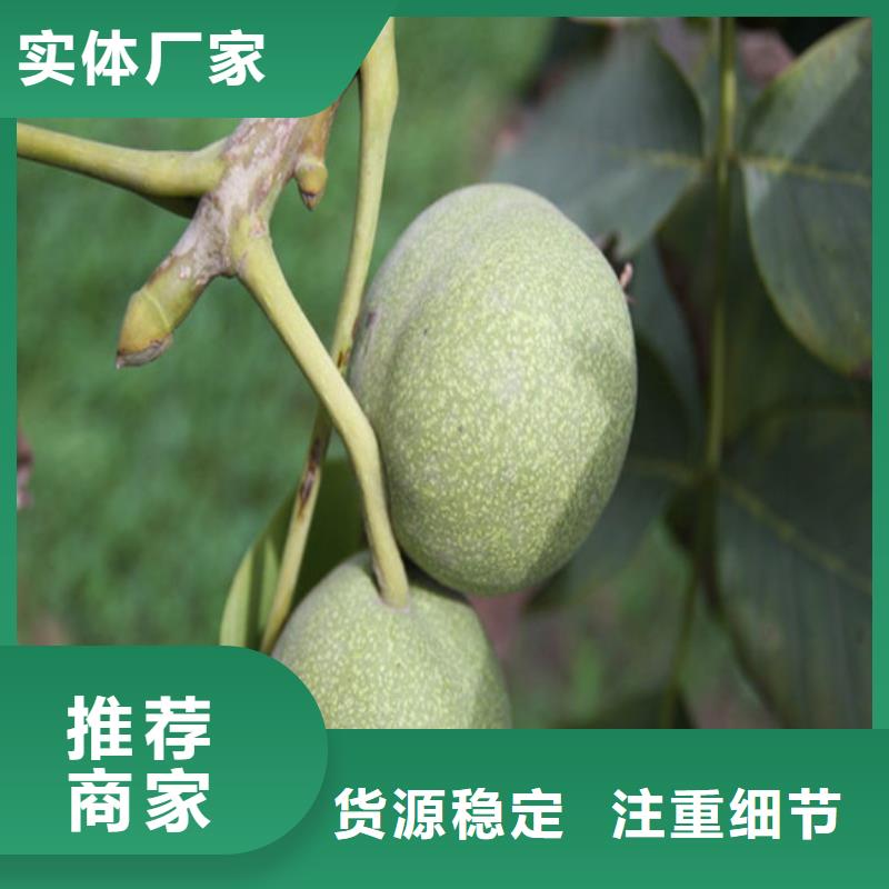 【核桃苗,桃树苗基地精工细致打造】本地服务商