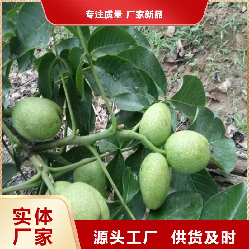 核桃苗梨树苗基地支持批发零售本地公司