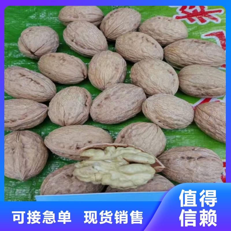 核桃苗蓝宝石葡萄苗品质保证实力见证免费询价
