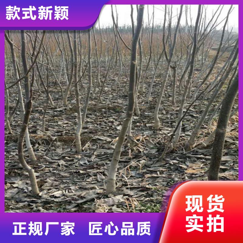 ​核桃苗,果树苗价格透明支持加工定制