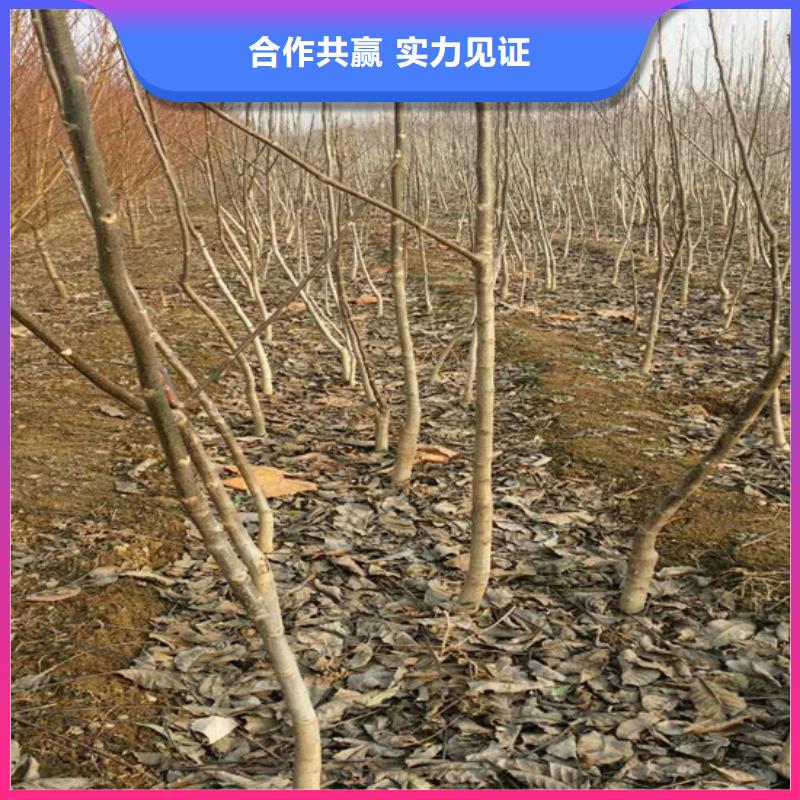 核桃苗_【蓝宝石葡萄苗】型号全价格低当地厂家值得信赖