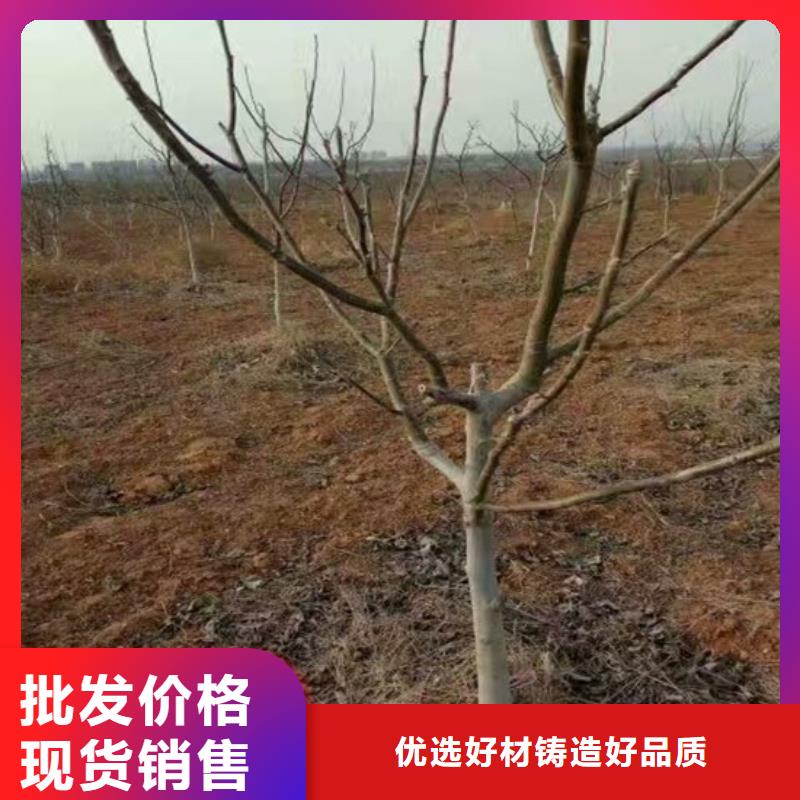 核桃苗蟠枣树苗质量层层把关信誉有保证