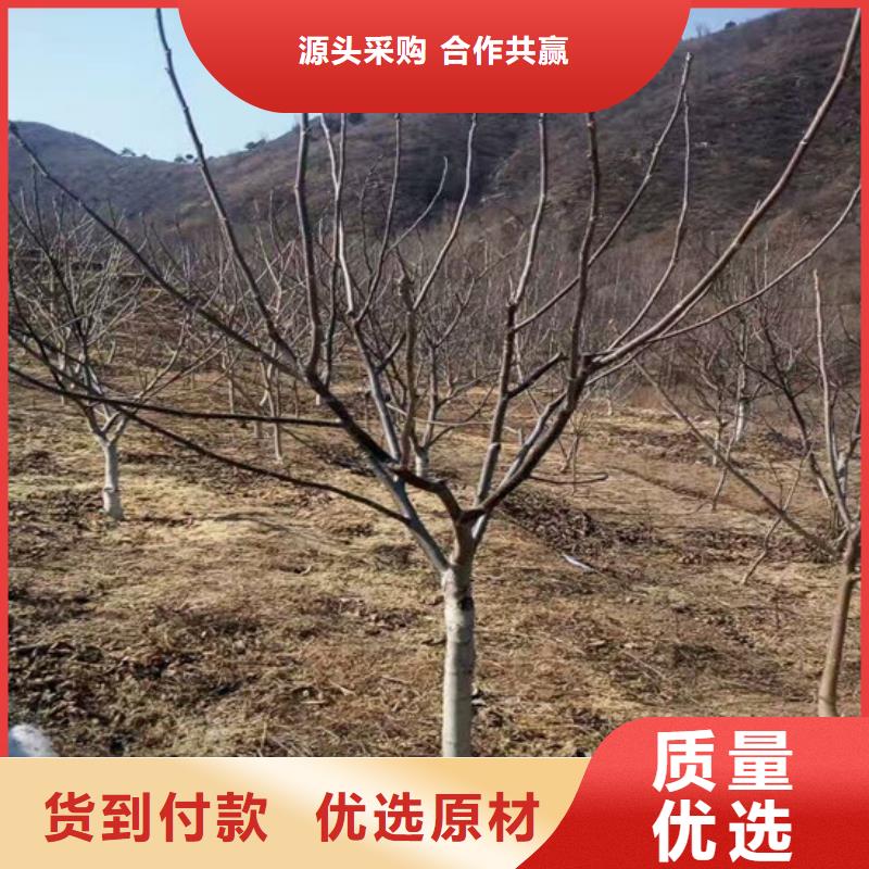 【核桃苗】板栗苗款式新颖长期供应