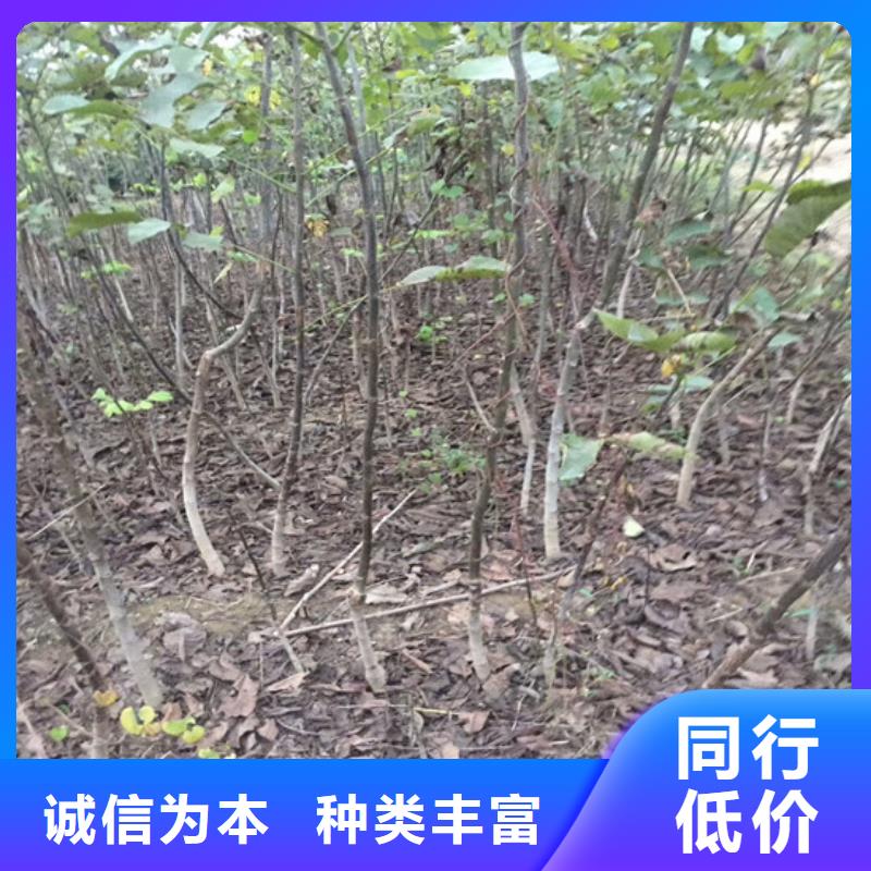 【核桃苗】桃树苗基地源头厂源头货同城品牌