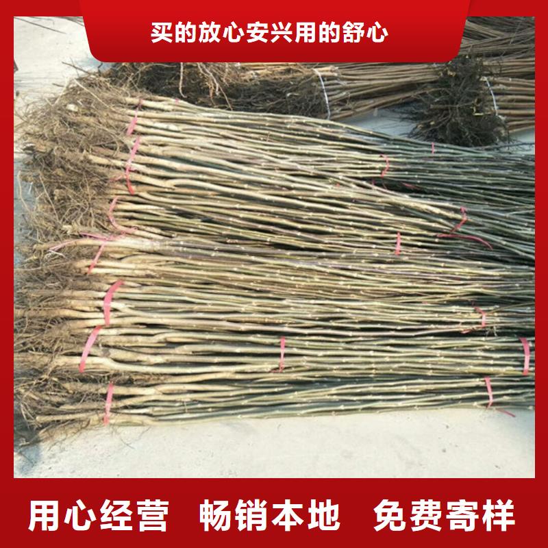核桃苗大棚草莓苗经验丰富品质可靠厂家十分靠谱