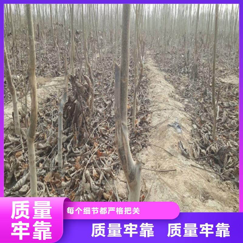 核桃苗大棚草莓苗厂诚信经营客户好评