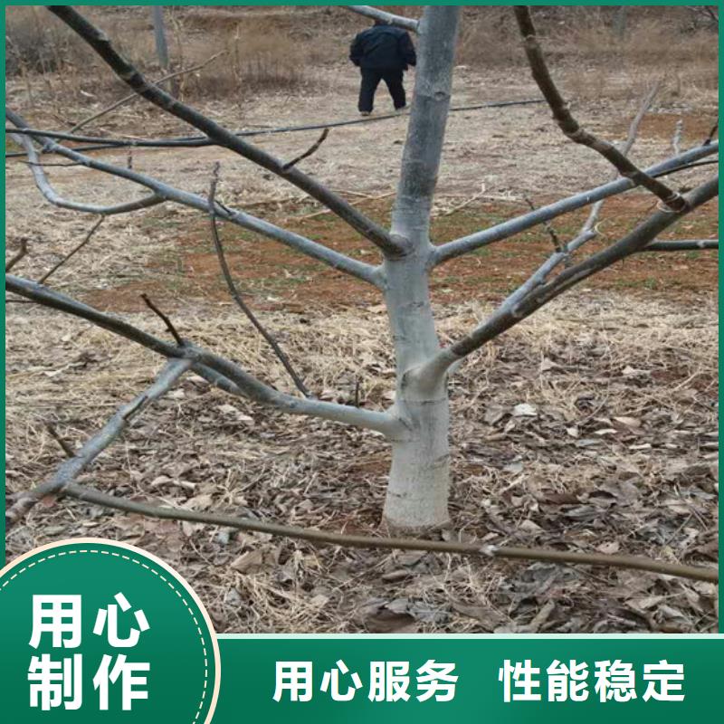 核桃苗-樱桃苗基地现货充足的简单介绍