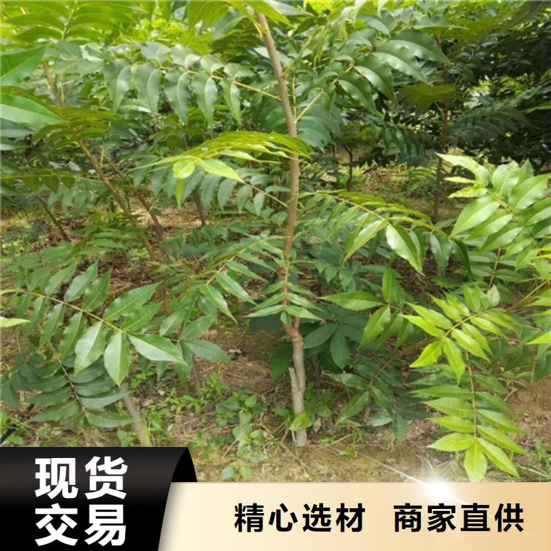 核桃苗红油香椿树苗讲信誉保质量当地厂家