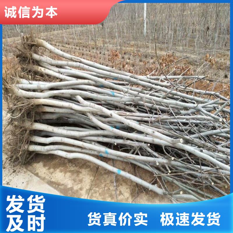 核桃苗-苹果苗严谨工艺24小时下单发货