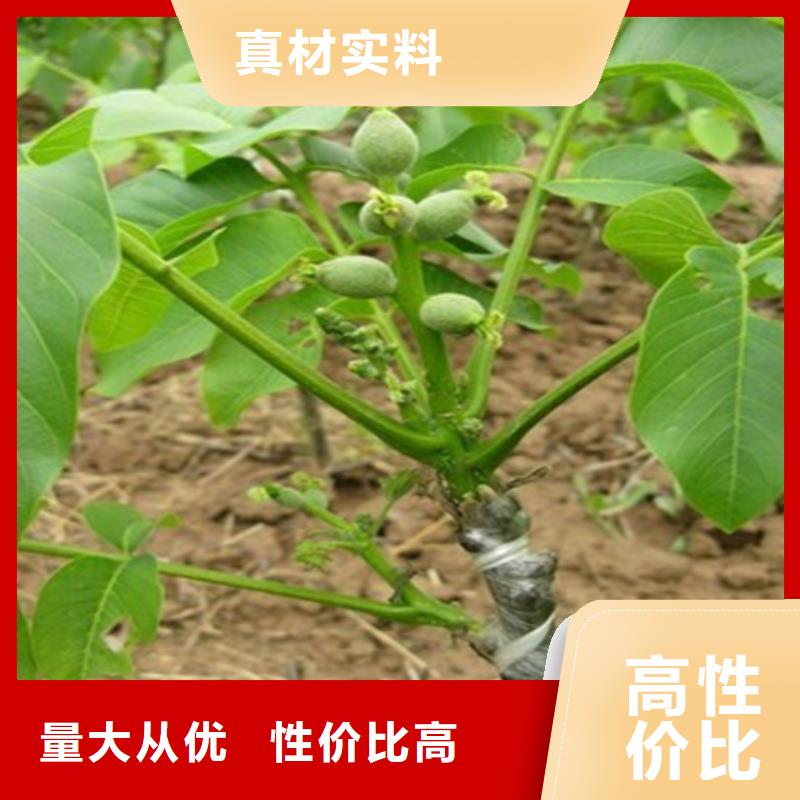 核桃苗大棚草莓苗服务始终如一多种规格可选