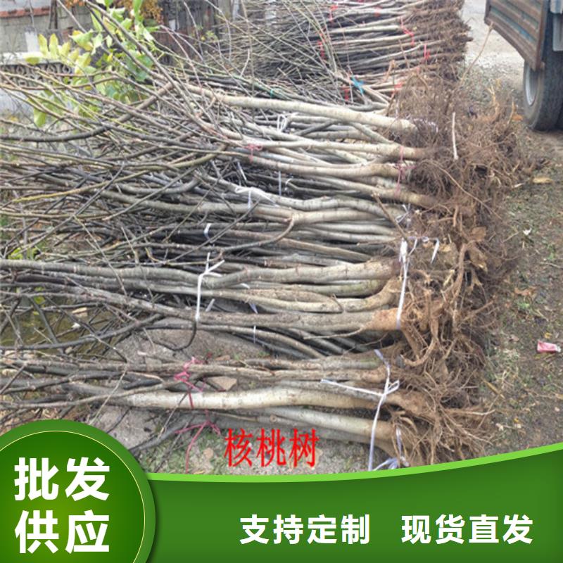 核桃苗,梨树苗质量优价格低满足客户所需