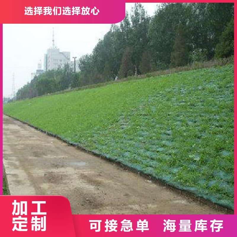 三维植被网土工膜工厂采购按需定制真材实料