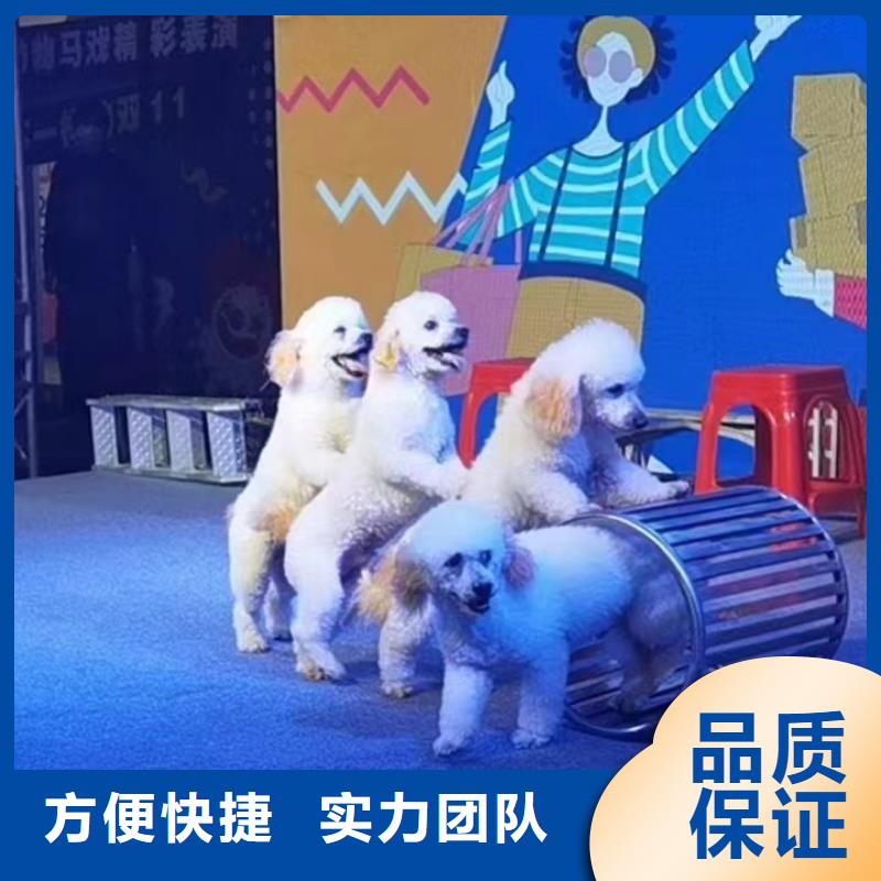马戏团/羊驼,动物展览秀免费咨询当地货源