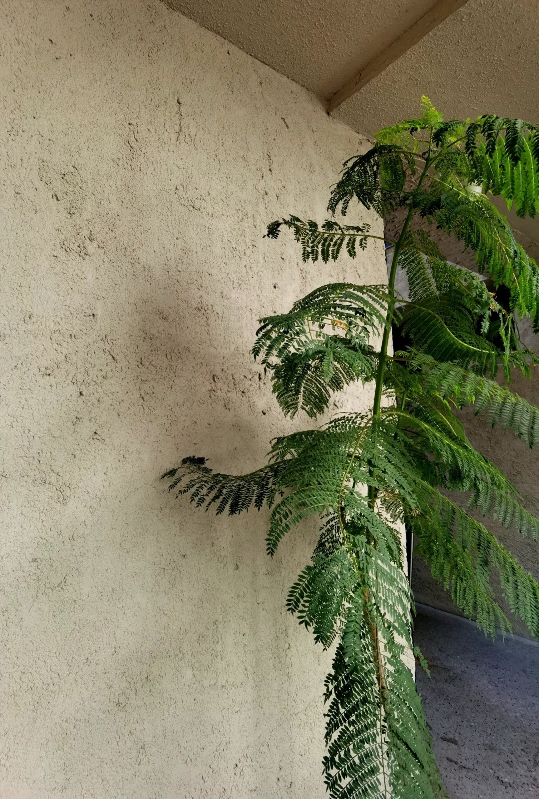 夯土稻草漆厂商